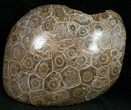 Polished Fossil Coral Head - Morocco #12119-1